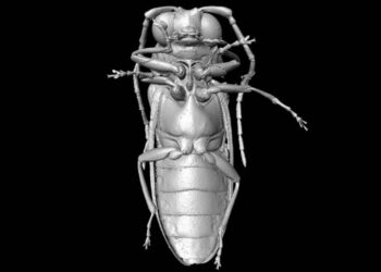 Unos científicos reconstruyen escarabajos del Cretáceo